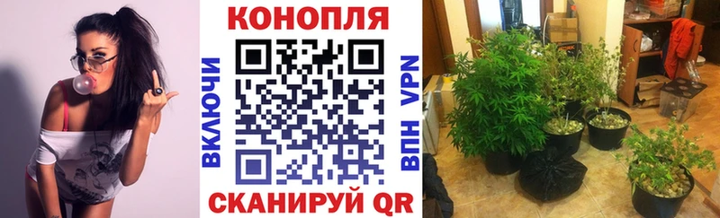 купить наркотики цена  Суджа  Канабис гибрид 
